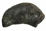 Fossil Whale Ear Bone - Miocene #99964-1
